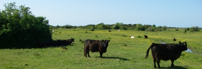 Kvæg